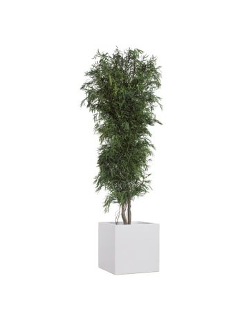 SLIM GREEN NICOLY TARTÓSÍTOTT NÖVÉNY
