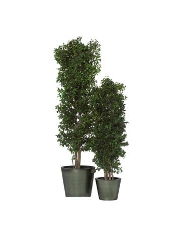 SLIM PITTOSPORUM TREE TARTÓSÍTOTT NÖVÉNY