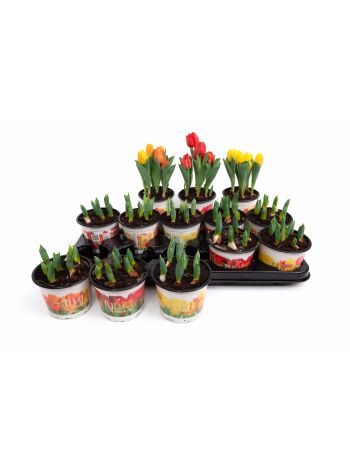 TULP BABY GEMENGD 12CM