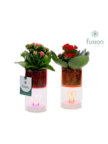 KAL LED KASPÓS VALENTIN