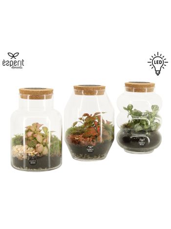 TERRARIUM MIX 12 CM
