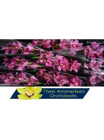 CYMB T *10 VALENTINE - PINK