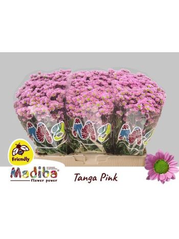 CHR SAN MAD TANGA PINK