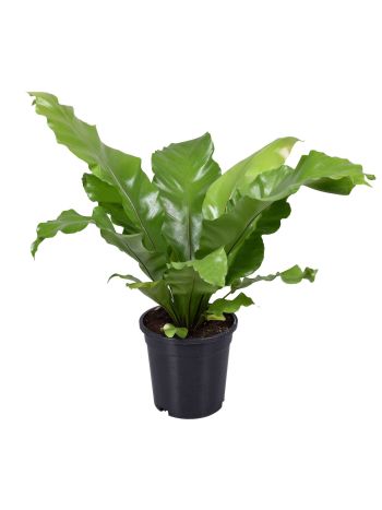 ASPLENIUM NIDUS AKCIO