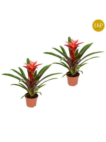 ZZ GUZMANIA LIBBY ROZE
