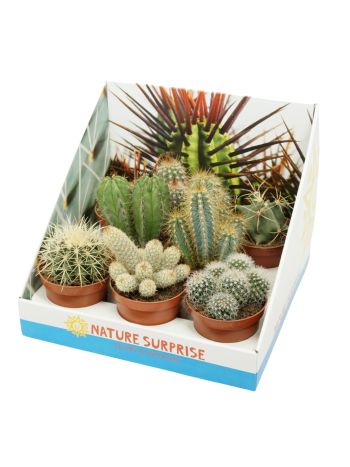 CACTUS MIX DOBOZOS