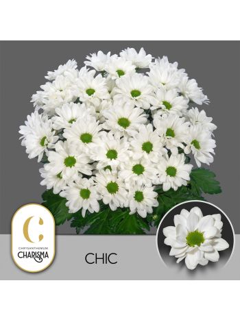 CHR T  F. CHIC