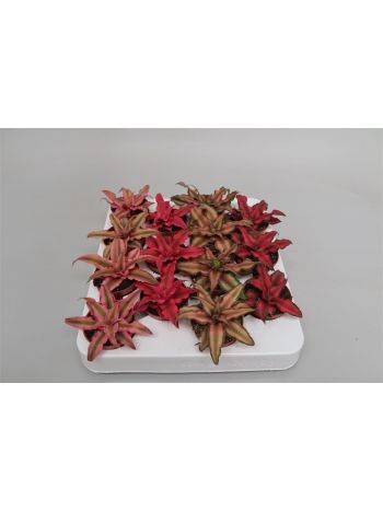 CRYPTANTHUS MIX