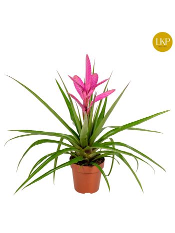 ZZ TILLANDSIA ANTONIO
