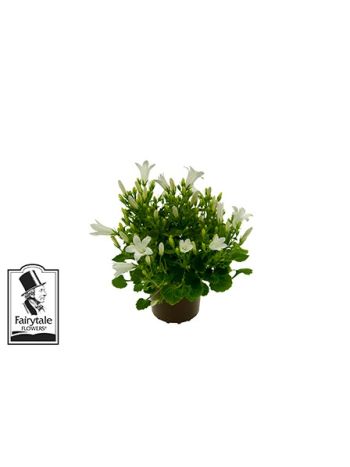 ZZ CAMPANULA MINI WHITE GET MEE