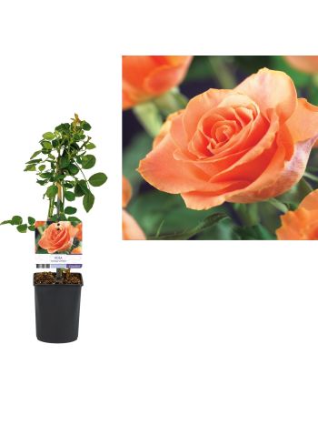 ROSA ORANGE CLIMBER