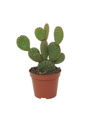 OPUNTIA MI RUFIDA