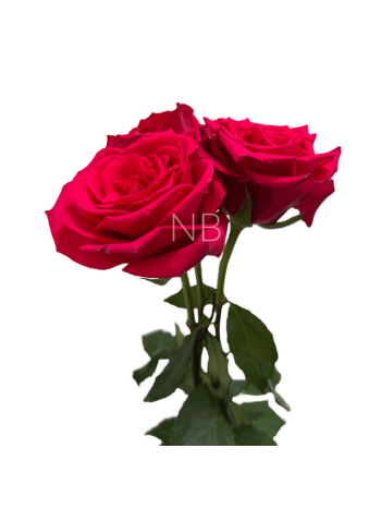 R EC5 BORN BEAUTY