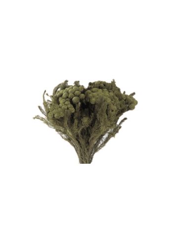 ZVB BRUNNIA ALBIFLORA GREY GREEN 3421779103520