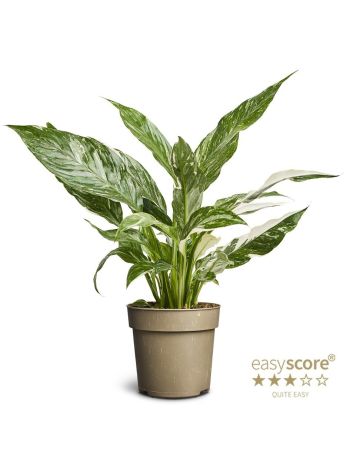 SPAT  WALLISII AKCIO