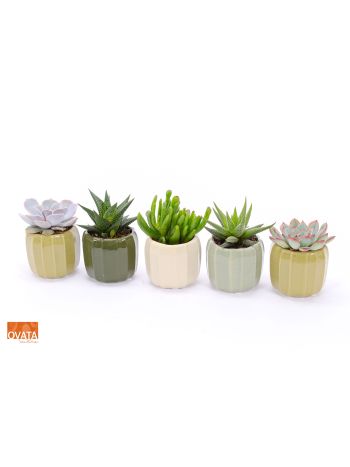 SUCC GEM KASPÓS *15