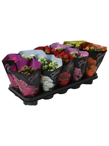 ZZ KAL ROSALIE Goodie Deluxe