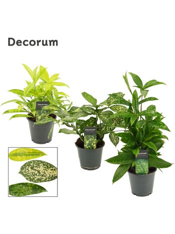 DRA MIX EXTRA 3 FÉLE