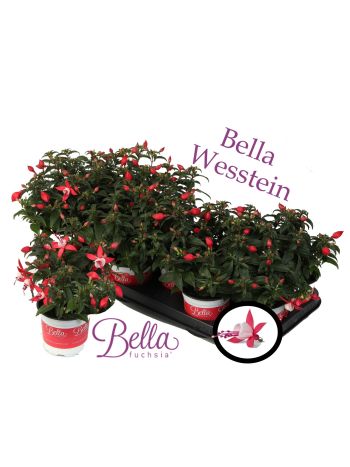 FUCHSIA BELLA EVITA