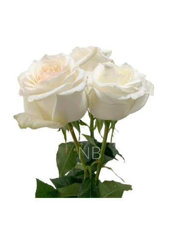 R EC7 CANDY XPRESSION