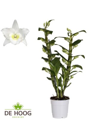 DENDR N 2 ÁG APOLLON