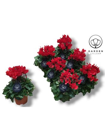 CYCL GARDEN ROOD