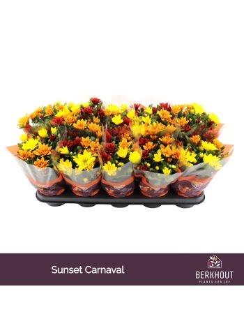 CHRYS CARNAVAL SUNSET ŐSZI