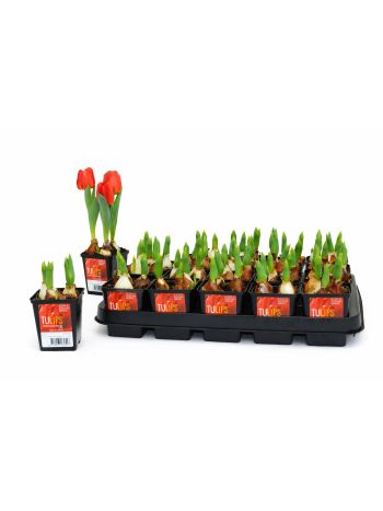 TULP RED BABY 7 CM