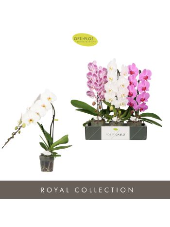 PHAL FORMIDABLO MIX