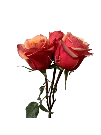 R EC4 CHERRY BRANDY