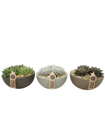 ECHEVERIA TÁL