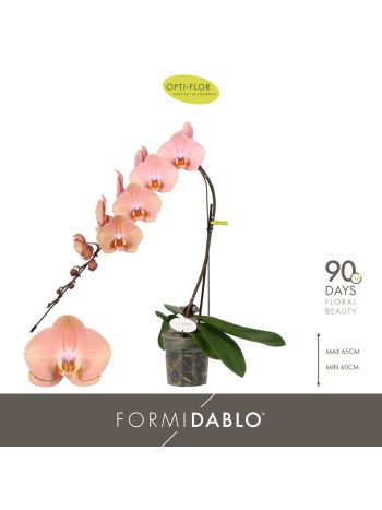 PHAL FORMIDABLO CAMERON