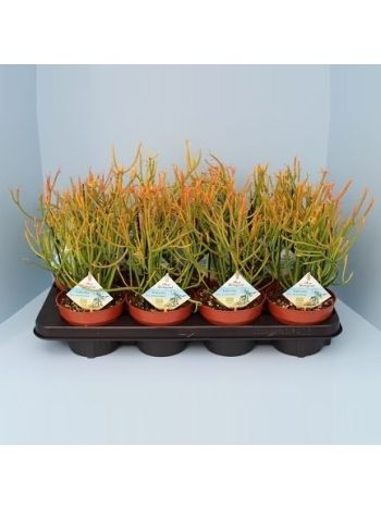 EUPHOR TIRUCALLI STRAMINEUS BIO