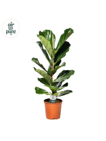 FICUS LYRATA