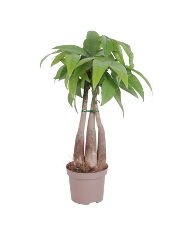 PACHIRA AQUATICA AKCIO