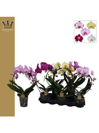 PHAL 2 ÁG KÖR BERNH