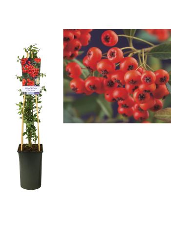 PYR RED COLUMN AKCIO