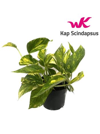 EPIPR HICOLOR