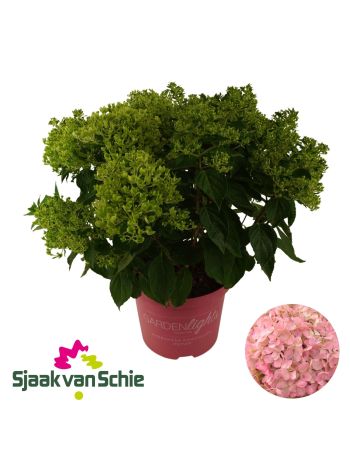 HYDR PANICULATA PINKLIGHT