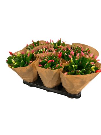 SCHLUMB GEM QUATRO ROSA DANICA *12