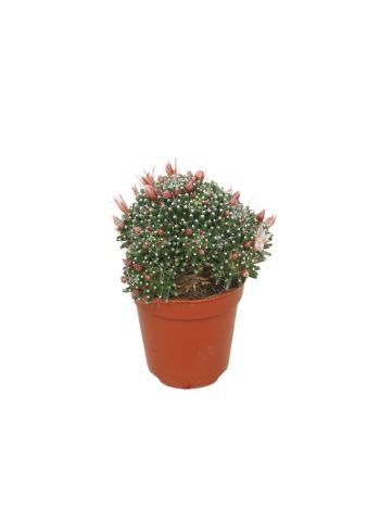 MAMMILLARIA PAINTERII