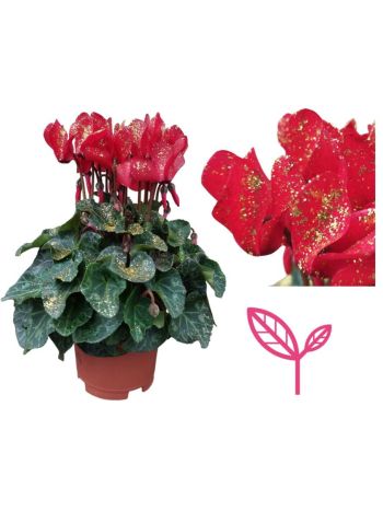 CYCL SPARKLE RED GLITTERES