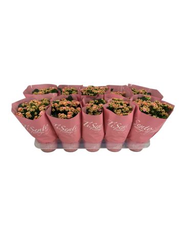 KAL ROSALIE LIGHT ROZE TISENTO