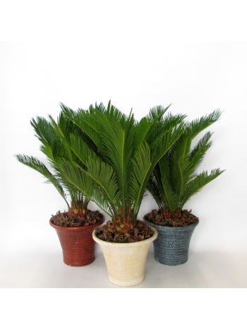 CYCAS REVOLUTA KASPÓS