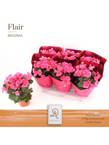 BEG ADONIA PINK