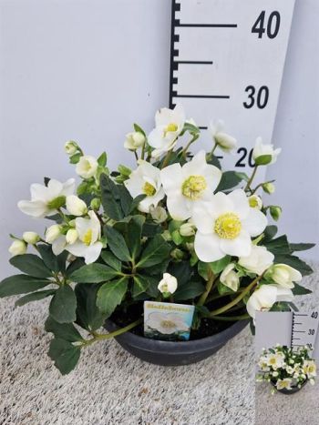 HELL NI HGC WINTERGO