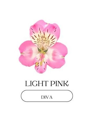 ALST  EC PE DIVA