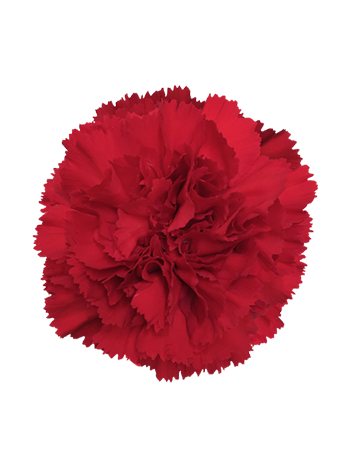 DI ST DON PEDRO - COL