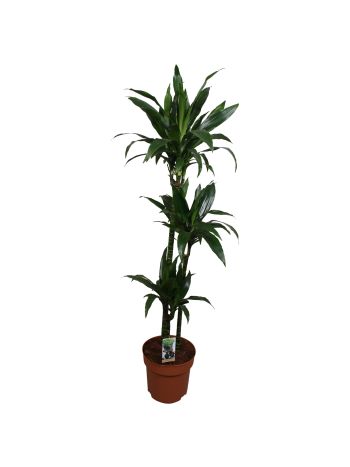 DRA FRAG JANET CRAIG 3 TÖRZSES