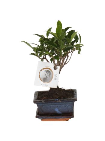 BONSAI FICUS RETUSA